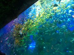 -芜湖新华联大白鲸海洋公园