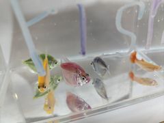 -龙大花卉苗木市场