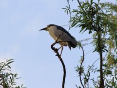 -上海市民办金苹果学校
