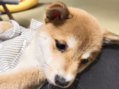-逗柴咖啡屋·狗咖猫咖宠物桌游