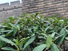 -秦始皇帝陵博物院-丽山园