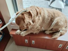 -艾贝尔宠物医院 ·内科全科(梁溪路店)