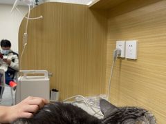 -美联众合爱康动物医院•复杂内科•肿瘤科•牙科•腔镜诊疗中心