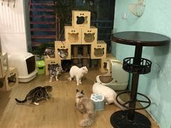 -猫咪博物馆(顶澳仔猫街店)