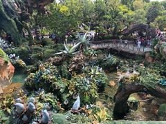 -奥兰多迪士尼动物王国乐园