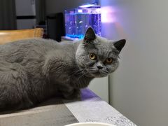 -熊小胖宠物生活馆(天华园店)