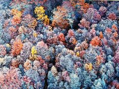 -罗红摄影艺术馆