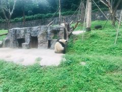 -都江堰中华大熊猫苑