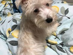 -翊宠yipet猫狗购宠庄园犬舍•猫舍