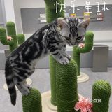 成都猫咖｜撸猫只有一次和无数次