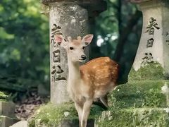 -奈良公园