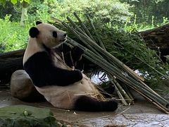 -都江堰中华大熊猫苑