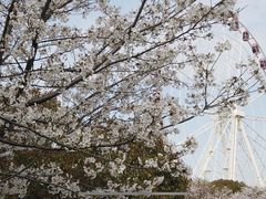 -顾村公园