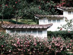 -南山植物园