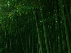 -黄海国家森林公园