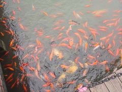 -白洋淀景区