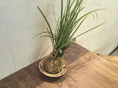 -冰拾叁(新都店)