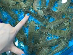 -四姑娘川味海鲜(八爪鱼店)