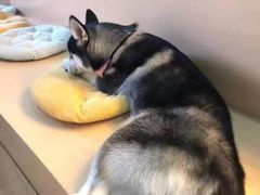 -Husky Go! 哈士奇体验馆·宠物咖啡厅狗咖