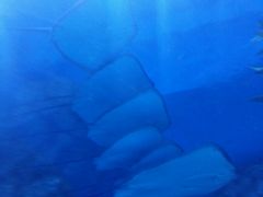 -芜湖新华联大白鲸海洋公园