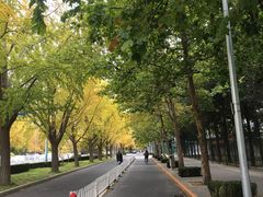 -三里屯东五街银杏大道