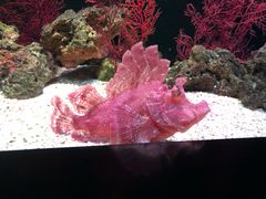 -暹罗海洋世界