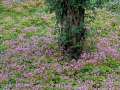 -白鹭湾湿地公园