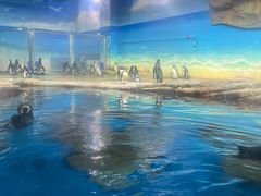-海合安武汉极地海洋公园