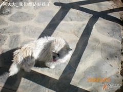 山吧家的狗狗^_^-北京水岸山吧度假村(雁栖镇店)