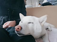 -柴务处·柴犬主题狗咖