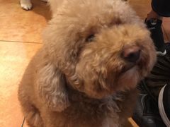 -more than meow吴止猫主题餐厅(承德 中船汇店)