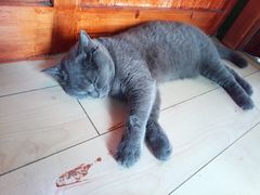 -喵店&猫咖