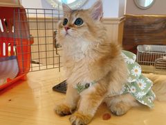 -猫猫幼稚园·撸猫·桌游·电玩