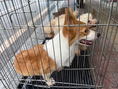 -清平路水族市场