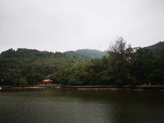 -银湖山郊野公园-相思林