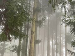 -武陵山森林公园