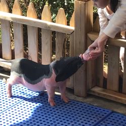 -萌宠亲子动物乐园(槐房万达店)