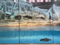 -帝企鹅自助餐厅•儿童岛•真企鹅(长隆企鹅酒店)