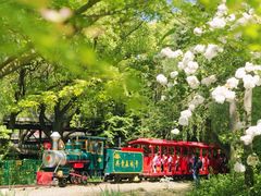 -上海共青森林公园