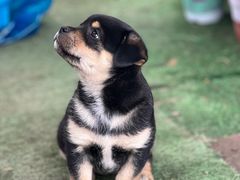 -龙大花卉苗木市场