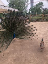 -萌宠亲子动物乐园(槐房万达店)