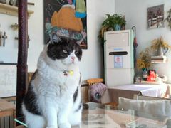-海边的猫和咖啡馆