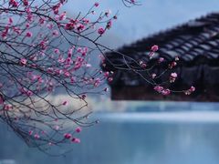 -杭州植物园