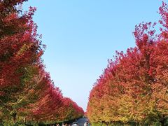 -南京枫彩漫城