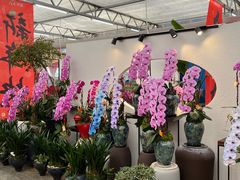 -荷兰花海