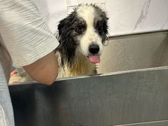 -PETKIT 小佩宠物·低压洗护·美容·寄养(安远店)