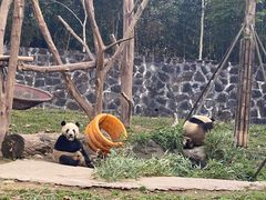 -都江堰中华大熊猫苑