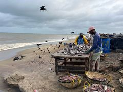 -尼甘布海鲜市场