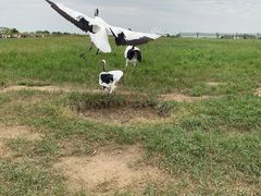 -盐城丹顶鹤湿地生态旅游区