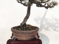 -成都杜甫草堂博物馆